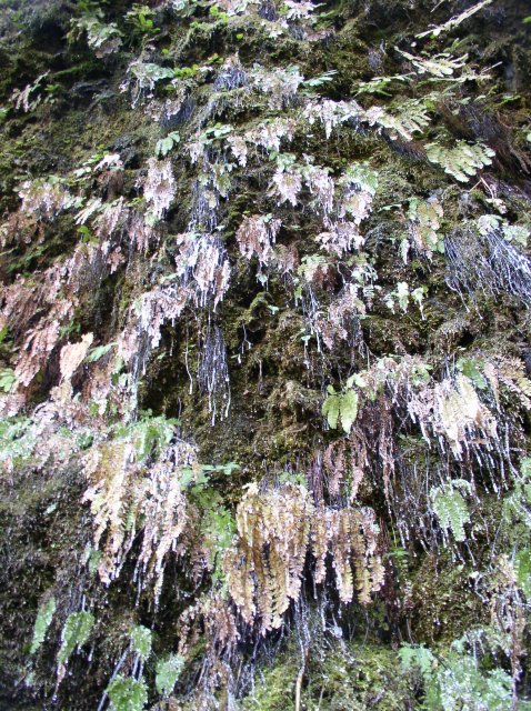 Silver Falls 12.10.05 028 